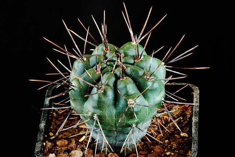 Gymnocalycium radekii